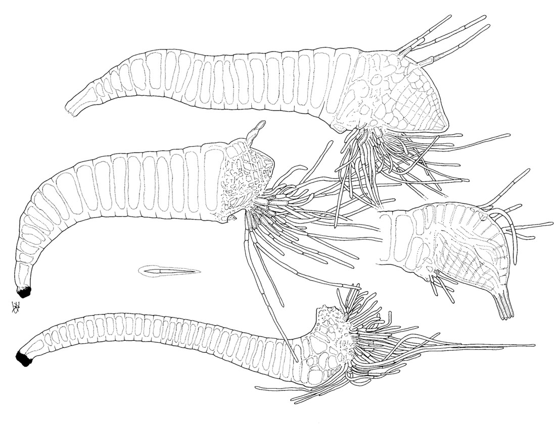Представитель Семейства Ceratomycetaceae